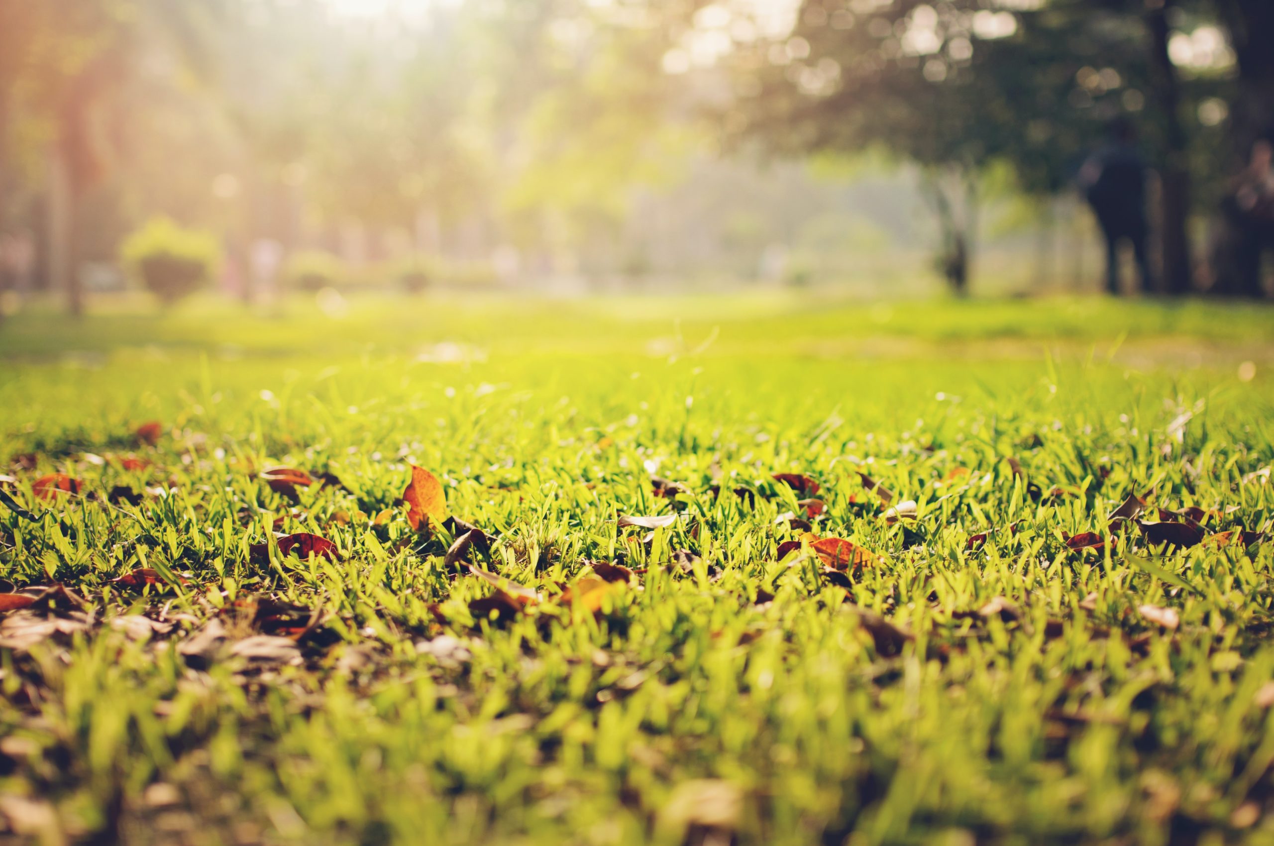 Leaves on a fresh cut lawn