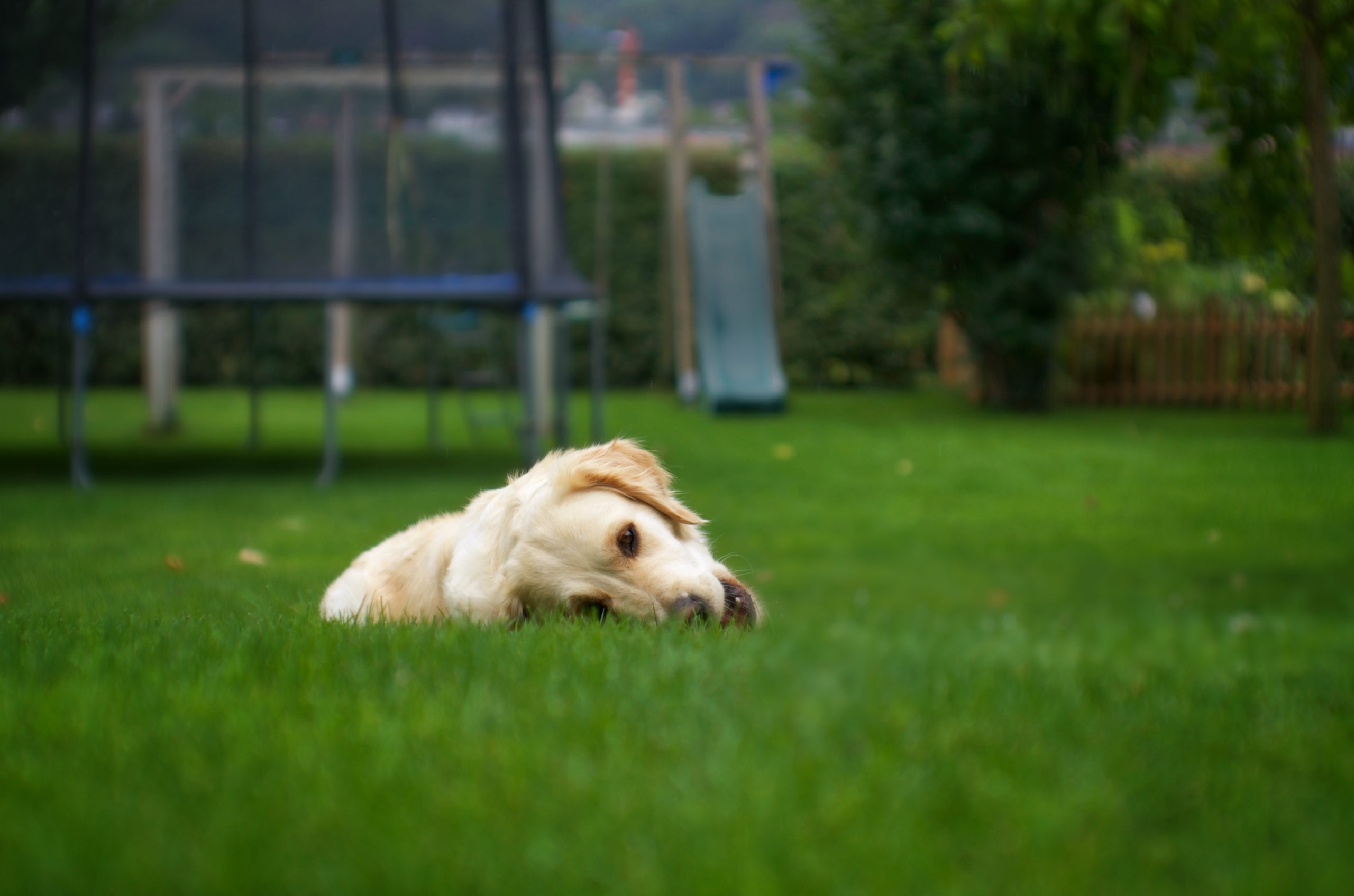 golden lab laying down in green grass